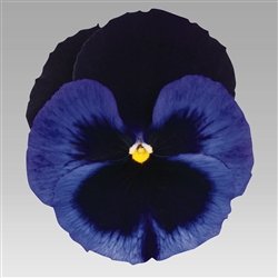 Pansy Designer Blue Velvet