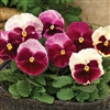 Pansy Karma Strawberry Cream