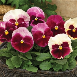 Pansy Karma Strawberry Cream