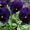 Pansy XtradaPlus Dp Blue/Bl