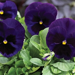 Pansy XtradaPlus Dp Blue/Bl