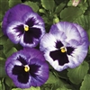 Pansy Colossus Lavender Surprise