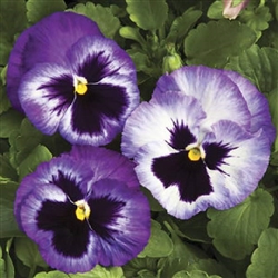 Pansy Colossus Lavender Surprise