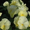 Pansy XtradaPlus Lemon Shades