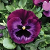 Pansy Colossus Neon Violet