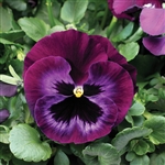 Pansy Colossus Neon Violet