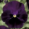 Pansy Colossus Purple/Blotch