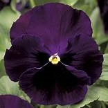 Pansy Colossus Purple/Blotch