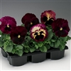 Pansy Colossus Rose Surprise
