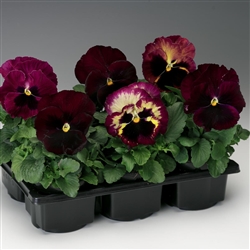Pansy Colossus Rose Surprise