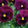 Pansy XtradaPlus Rose/Bl