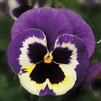 Pansy Colossus Tricolour