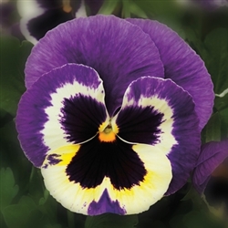 Pansy Colossus Tricolour