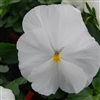 Pansy XtradaPlus White