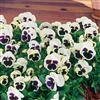 Pansy Colossus White/Blotch