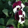 Pansy XtradaPlus White/Violet