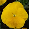 Pansy XtradaPlus Yellow