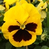 Pansy XtradaPlus Yellow/Blotch