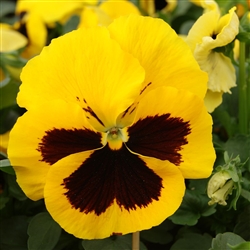 Pansy XtradaPlus Yellow/Blotch