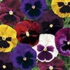 Pansy Colossus Blotched Mix