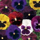 Pansy Colossus Blotched Mix