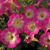 Petunia Picobello Rose Morn Pe