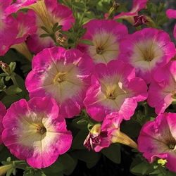 Petunia Picobello Rose Morn Pe