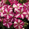 Petunia Picobello Rose Star Pe