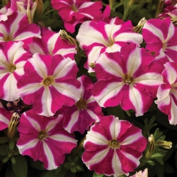 Petunia Picobello Rose Star Pe