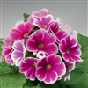 Primula Libre Rose Picotee