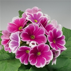 Primula Libre Rose Picotee