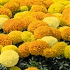 Marigold Discovery Mix Coated