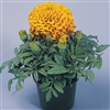 Marigold Discovery Orange Coated