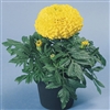 Marigold Discovery Yellow Detailed