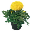 Marigold Discovery Yellow Coated