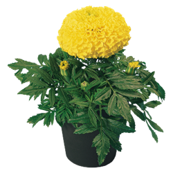 Marigold Discovery Yellow Coated