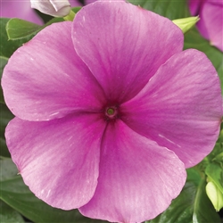 Vinca Sunstorm Dp Lilac