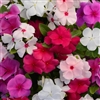 Vinca Avalanche Mix