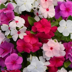 Vinca Avalanche Mix