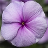 Vinca Sunstorm Purple