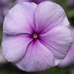 Vinca Sunstorm Purple