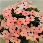 Vinca Avalanche Apricot