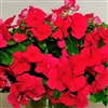 Vinca Avalanche Red