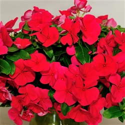 Vinca Avalanche Red