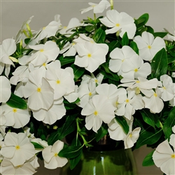 Vinca Avalanche White