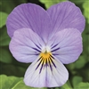 Viola Endurio Lavender