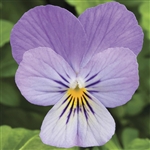 Viola Endurio Lavender