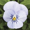 Viola Endurio Sky Blue