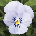 Viola Endurio Sky Blue