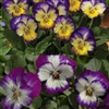 Viola Penny Picotee Mix